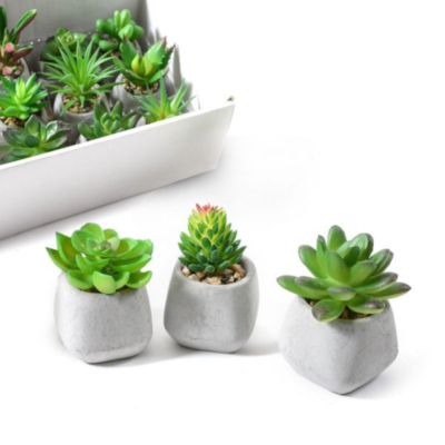 Piantina Grassa In Vaso Di Ceramica