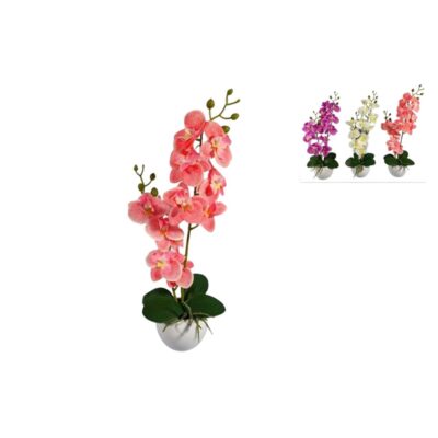 Pianta Orchidea 3 Colori Assortiti